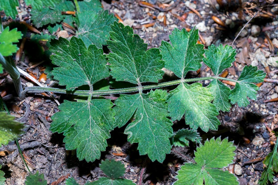 Pimpinella ?